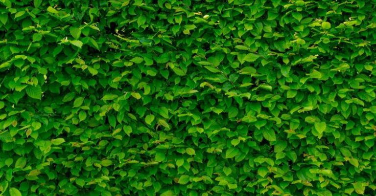 Vertical Garden - Green Leaves