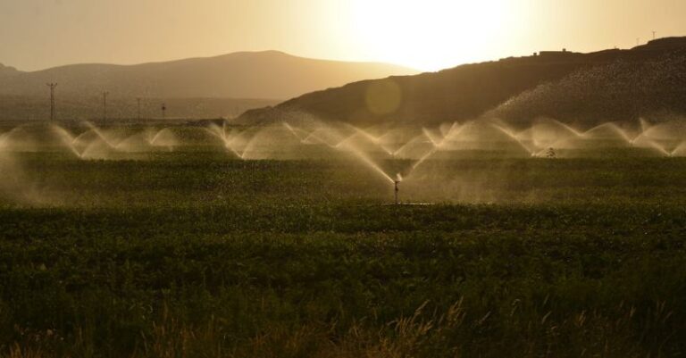 Irrigation - Sprinkling of Grass Land during Dawn