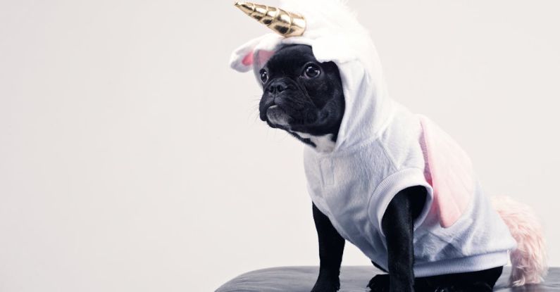 Costume - Boston Terrier Wearing Unicorn Pet Costume